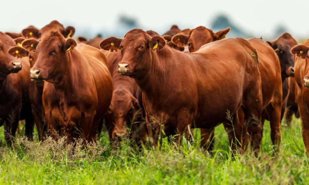 La producción ganadera con condiciones climáticas adversas