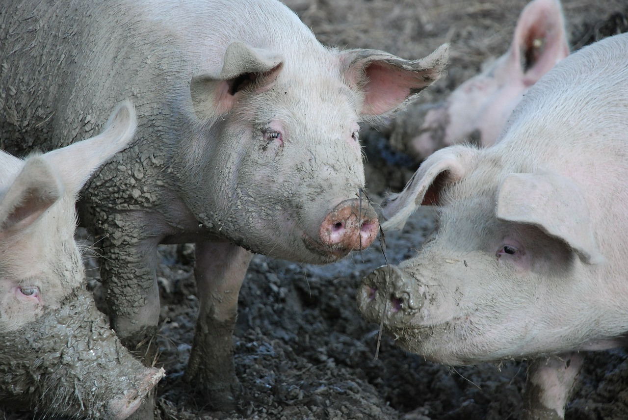 El precio del capón se estabiliza y la faena porcina continúa en ascenso