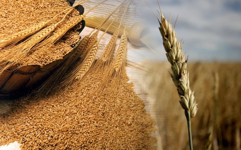 Trigo 2025/26: la oportunidad que el Gobierno aún no se anima a tomar