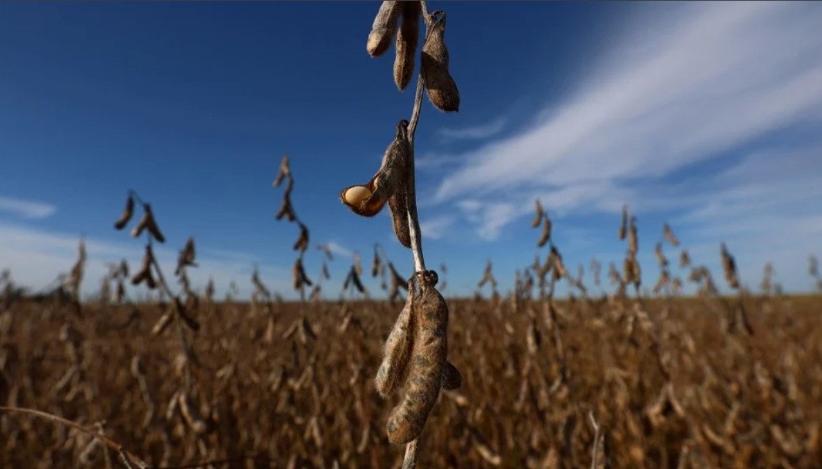 ¿Cómo queda la oferta y el consumo de soja 2024/25 en Argentina?