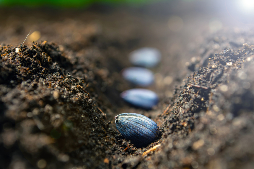 Producción récord de girasol en Argentina: se sembraron más hectáreas y se logró el mayor rendimiento de la historia