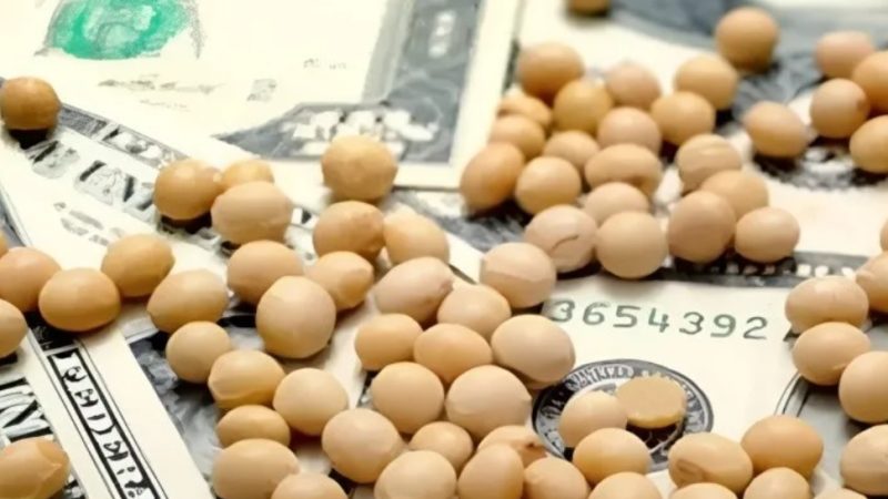 Retenciones al Agro: El Gobierno Extiende Beneficios para la Cosecha Fina y Reinstaura Alícuotas para la Cosecha Gruesa