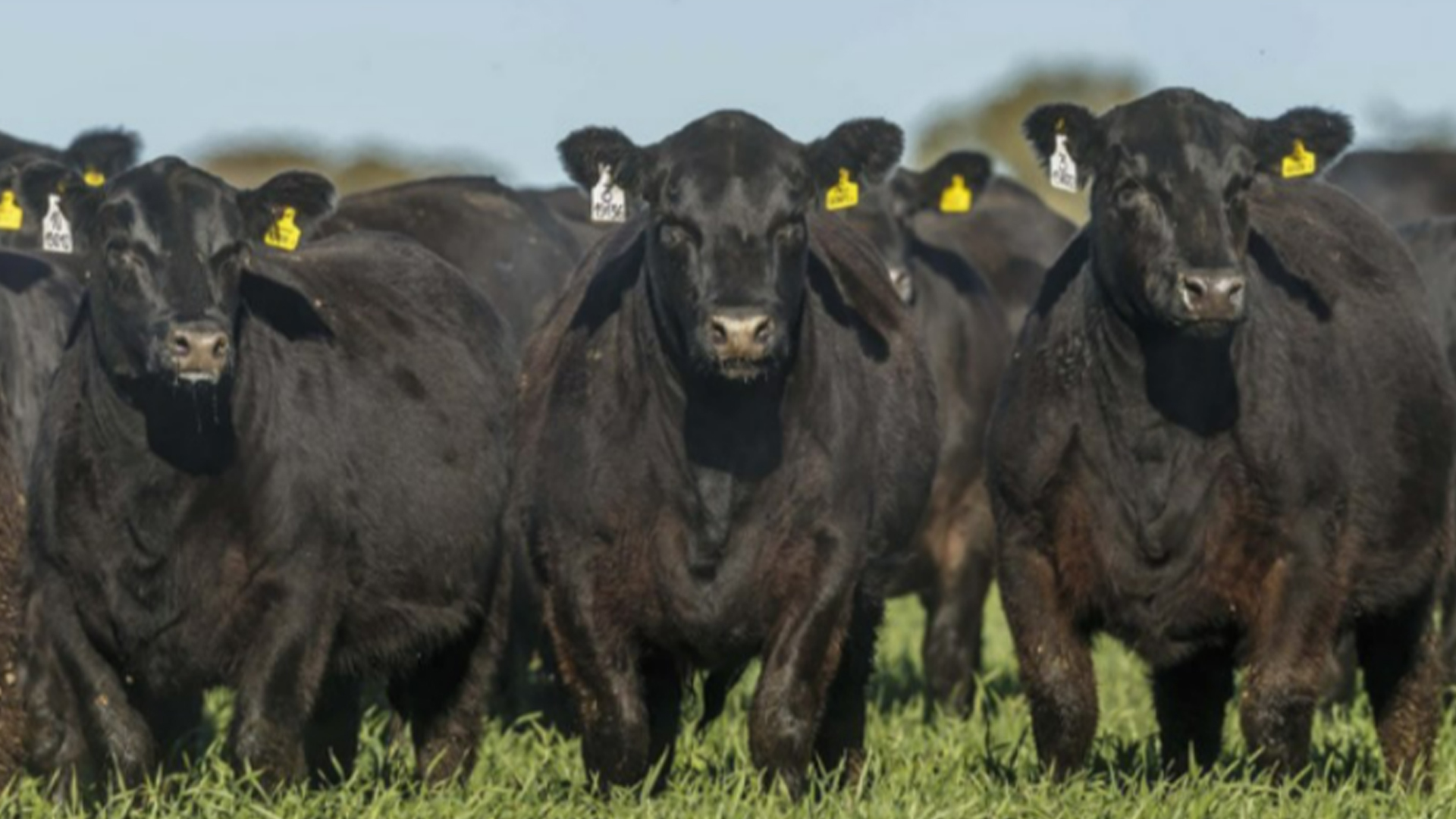 Desaceleración en la zafra de terneros y terneras durante mayo