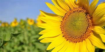 Llega el Congreso Puro Girasol: un encuentro para la innovación y la sostenibilidad