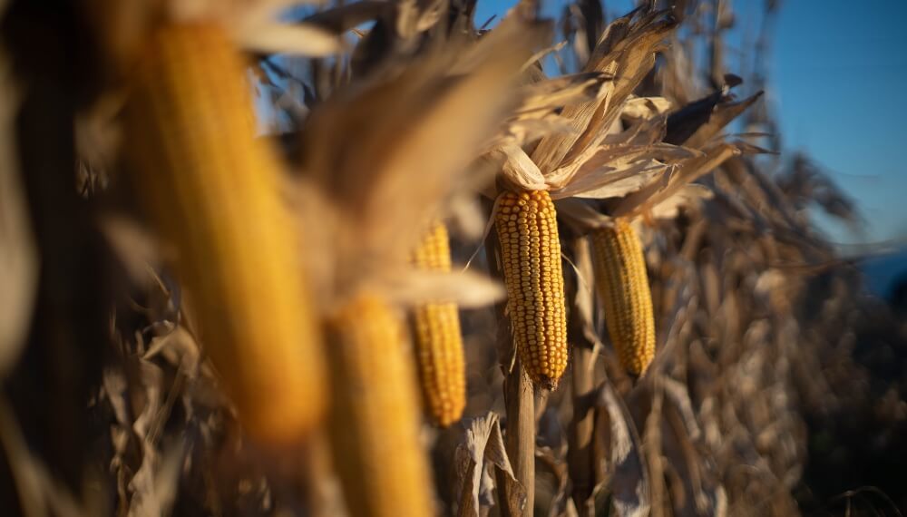 El maíz argentino al borde del precipicio: sin “plan B” frente al embate estadounidense