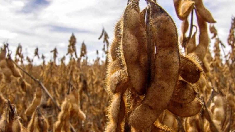 Soja: Con márgenes ajustados, precios internacionales en descenso y cambios fiscales por delante, los exportadores limitarían sus compras a fines de junio