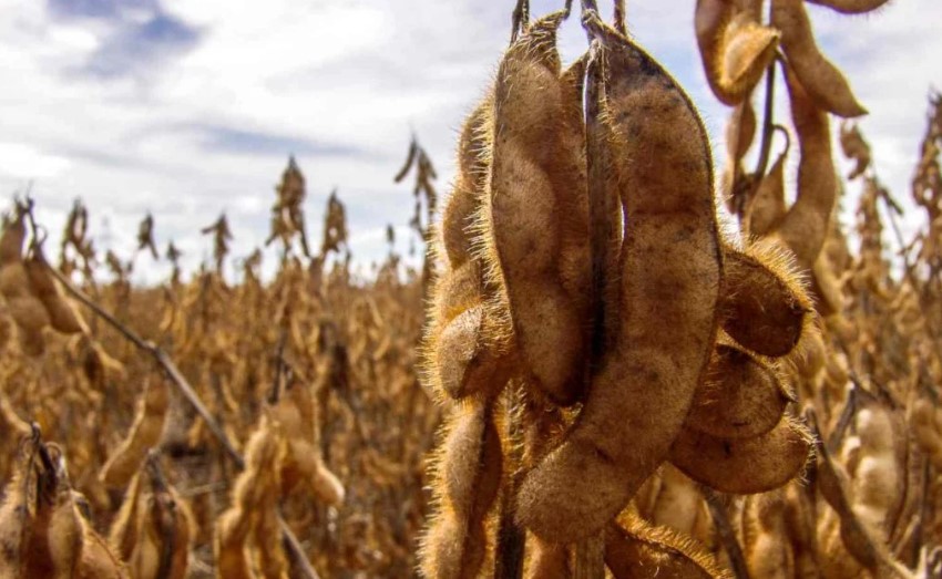 Soja: Con márgenes ajustados, precios internacionales en descenso y cambios fiscales por delante, los exportadores limitarían sus compras a fines de junio