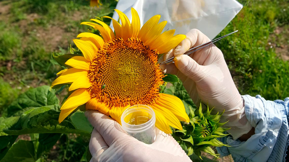 El Conicet logró un avance clave para clonar semillas de girasol por vía asexual