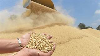 Mercado saturado y presión para el productor: el complejo escenario de la soja en Argentina