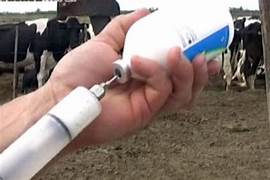 Aftosa en Argentina: las dudas luego de la decisión de Brasil, qué podría cambiar y hasta la discusión por el precio de las vacunas