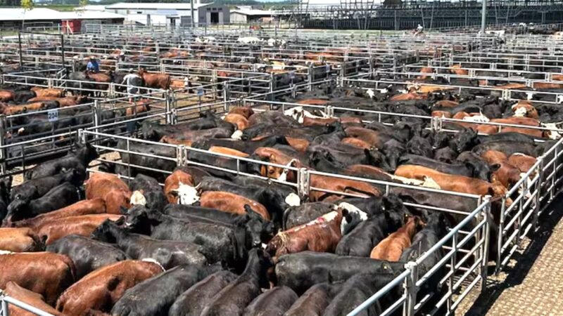 Dinámica comercial en el Mercado Agroganadero de Cañuelas durante la semana que pasó.