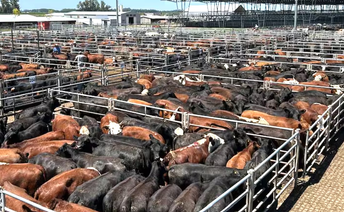 Dinámica comercial en el Mercado Agroganadero de Cañuelas durante la semana que pasó.