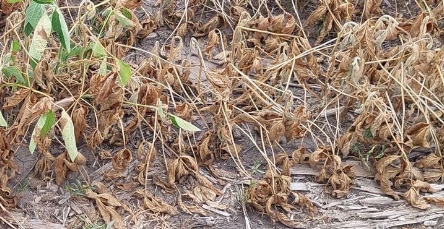 En el mercado argentino de futuros siguen apareciendo incentivos para intentar promover ventas de soja ante una “sequía” comercial
