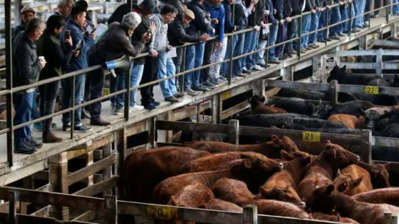 Cierre operativo del viernes 16 de noviembre 2025 en el Mercado Agro Ganadero de Cañuelas: 6.651 cabezas ingresadas y variadas oscilaciones en precios por categoría.