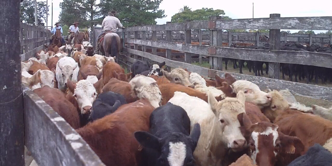 La ganadería atraviesa un giro silencioso: menos faena, más retención y un mercado que busca animales pesados