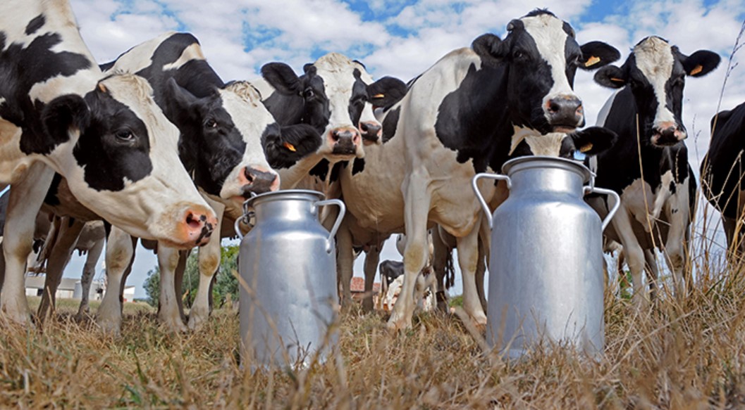 Los tambos bonaerenses vuelven a encender alarmas: reclaman actualizar Ingresos Brutos y aliviar la presión fiscal