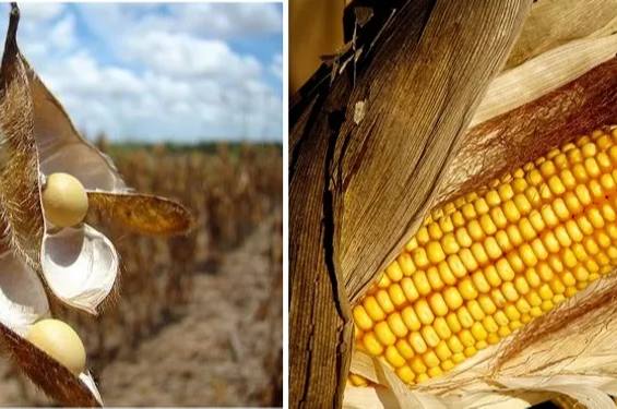 Exportaciones de soja y maíz: crecen las dudas sobre la liquidación de divisas en el verano