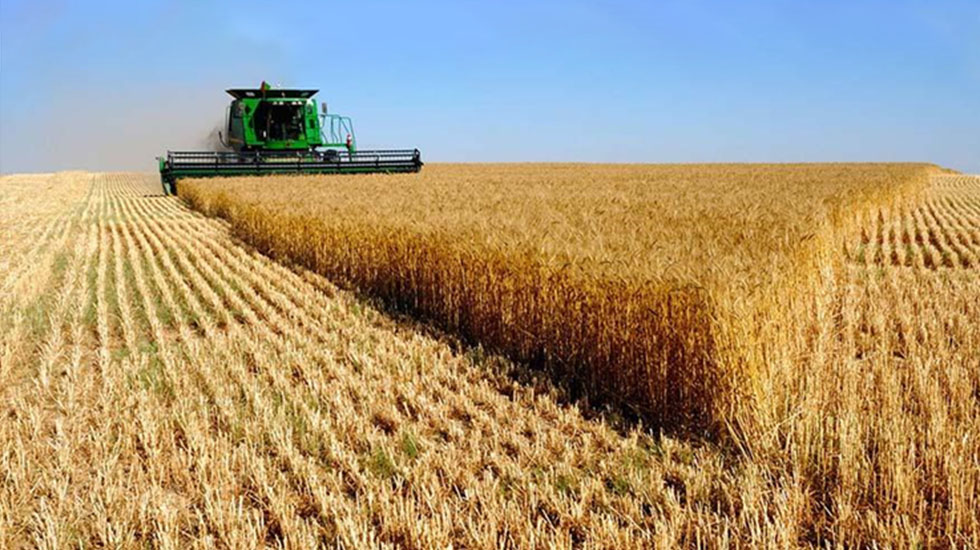 Avanza a buen ritmo la cosecha de trigo 2025/26 y se consolida una producción récord de 25,5 millones de toneladas