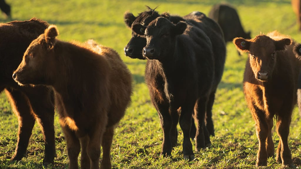 Los terneros mantienen la tendencia alcista y marcan máximos históricos en dólares