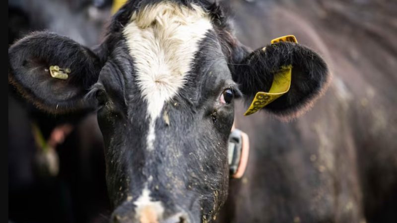 Ganadería: cae la faena, suben los engordes y el mercado entra en fase de reacomodamiento