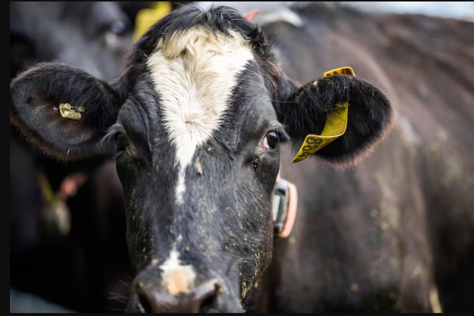 Ganadería: cae la faena, suben los engordes y el mercado entra en fase de reacomodamiento