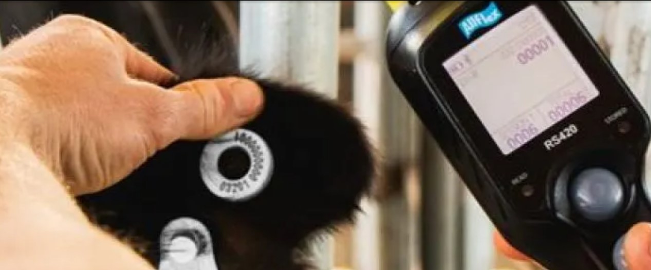 La ganadería argentina entra en etapa clave: arranca la obligatoriedad de la identificación electrónica desde enero