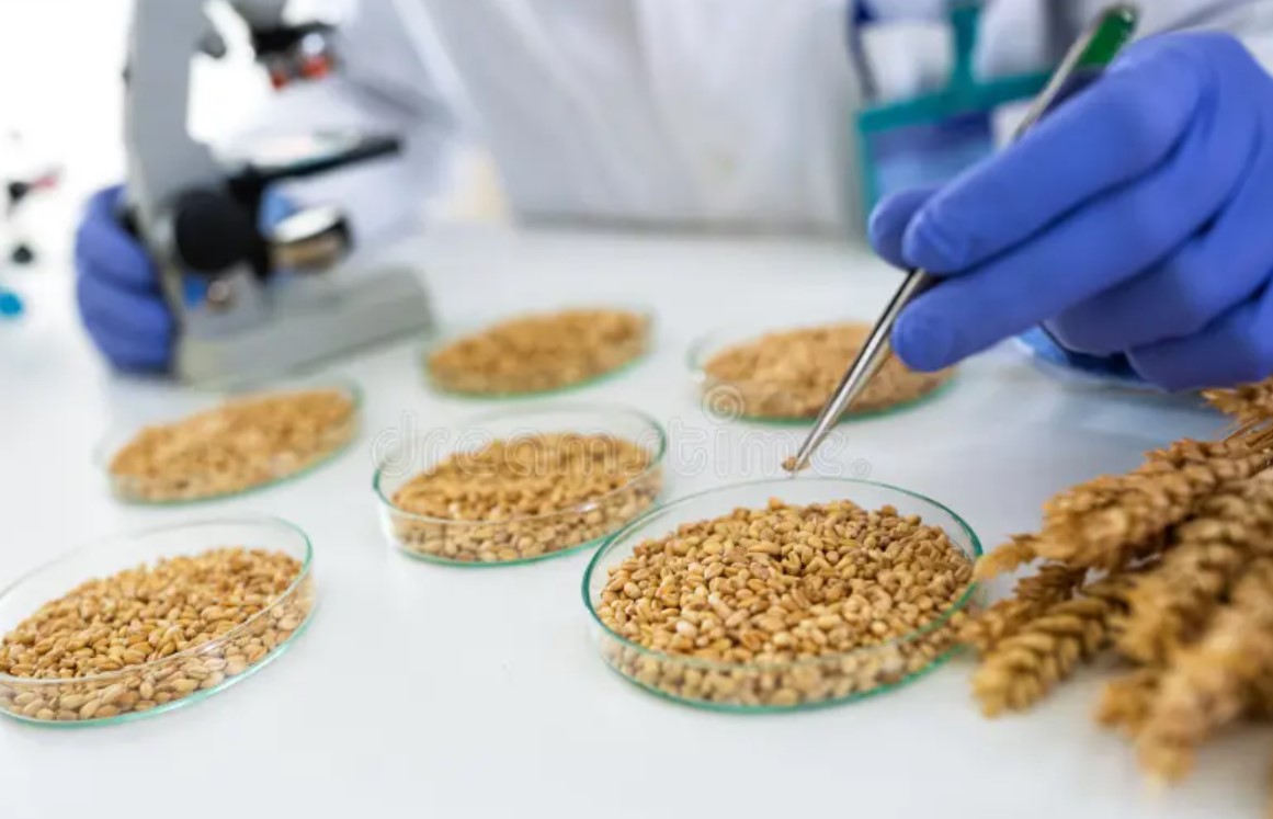 Primeros análisis del trigo 2025/26 muestran buen potencial panadero, aunque con fuerte disparidad proteica