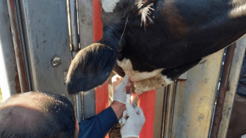 Senasa amplía la vacunación estratégica contra la Brucelosis y suma a más establecimientos rurales