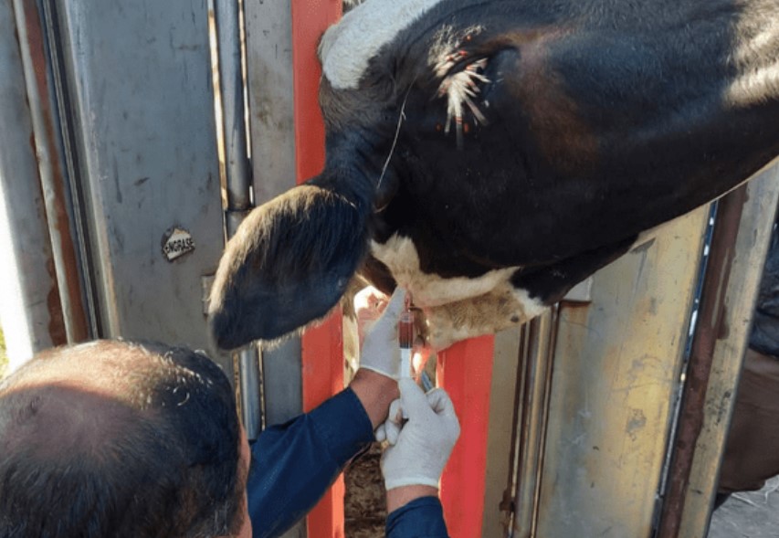 Senasa amplía la vacunación estratégica contra la Brucelosis y suma a más establecimientos rurales