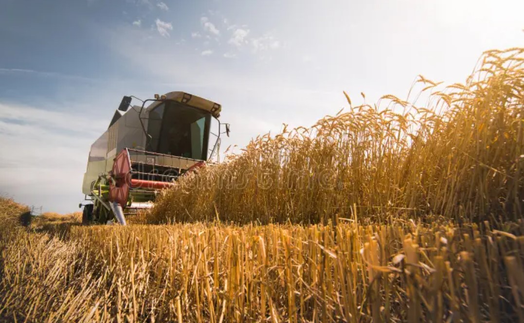 La cosecha de trigo 2025/26 rompe todos los récords y supera las 27 millones de toneladas