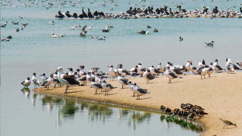 El Senasa intensifica la vigilancia en lagunas bonaerenses: más de 400 muestreos dieron negativo para influenza aviar H5