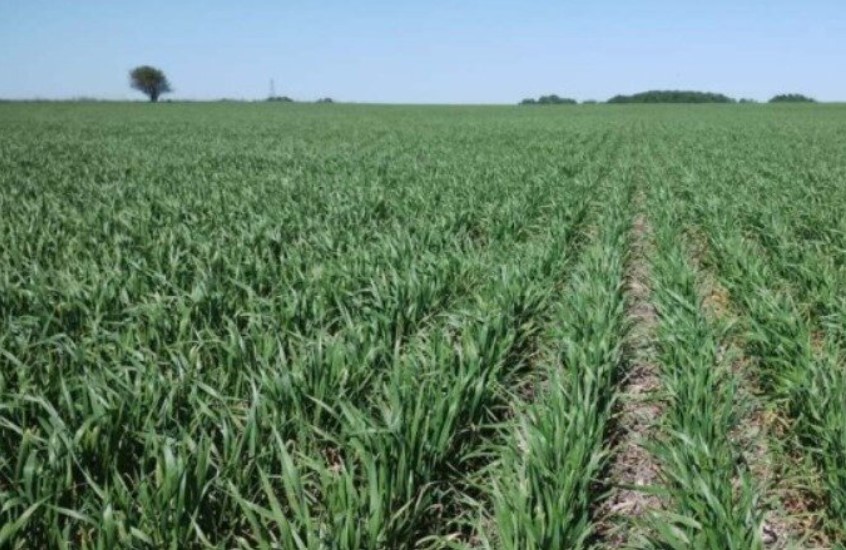 Estado de los campos en la región al 5 de febrero de 2026
