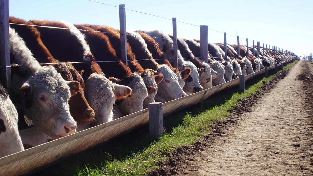 Ganadería: señales de recuperación de la recría pastoril y mayor integración con feedlots