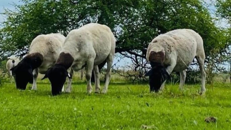 ALERTA SANITARIA EN EL SECTOR OVINO: ARGENTINA PIERDE EL STATUS DE PAÍS LIBRE DE SCRAPIE