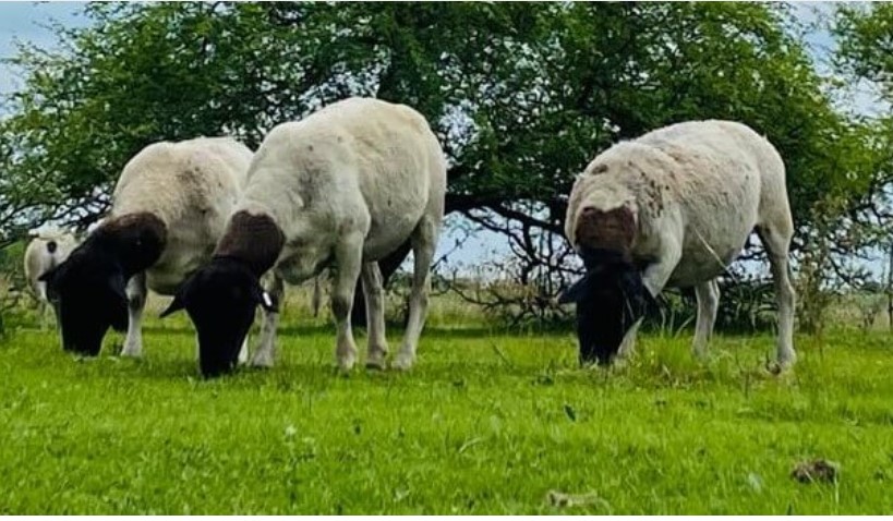 ALERTA SANITARIA EN EL SECTOR OVINO: ARGENTINA PIERDE EL STATUS DE PAÍS LIBRE DE SCRAPIE