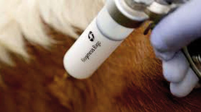 Veterinarios apoyan la flexibilización de la vacunación, pero piden controles y coordinación