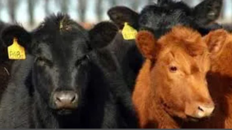 Fuerte suba de precios y mayor ingreso en el Mercado Agroganadero de Cañuelas