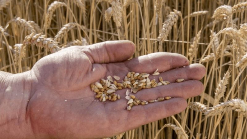 Semillas: advierten por un “momento crítico” y piden una mesa de diálogo para destrabar el conflicto