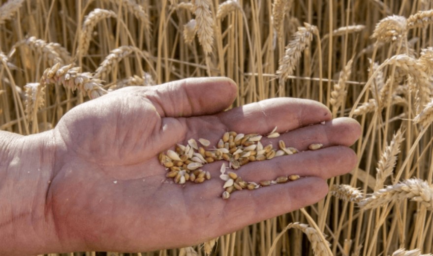 Semillas: advierten por un “momento crítico” y piden una mesa de diálogo para destrabar el conflicto