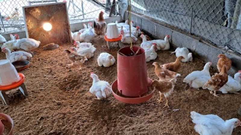 EL SENASA AUTODECLARÓ A LA ARGENTINA LIBRE DE GRIPE AVIAR Y APUNTA A REABRIR MERCADOS