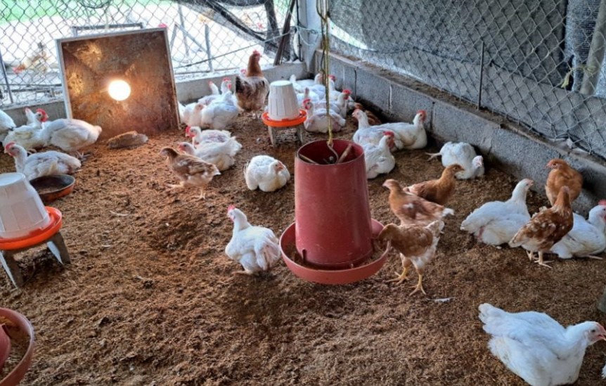 EL SENASA AUTODECLARÓ A LA ARGENTINA LIBRE DE GRIPE AVIAR Y APUNTA A REABRIR MERCADOS