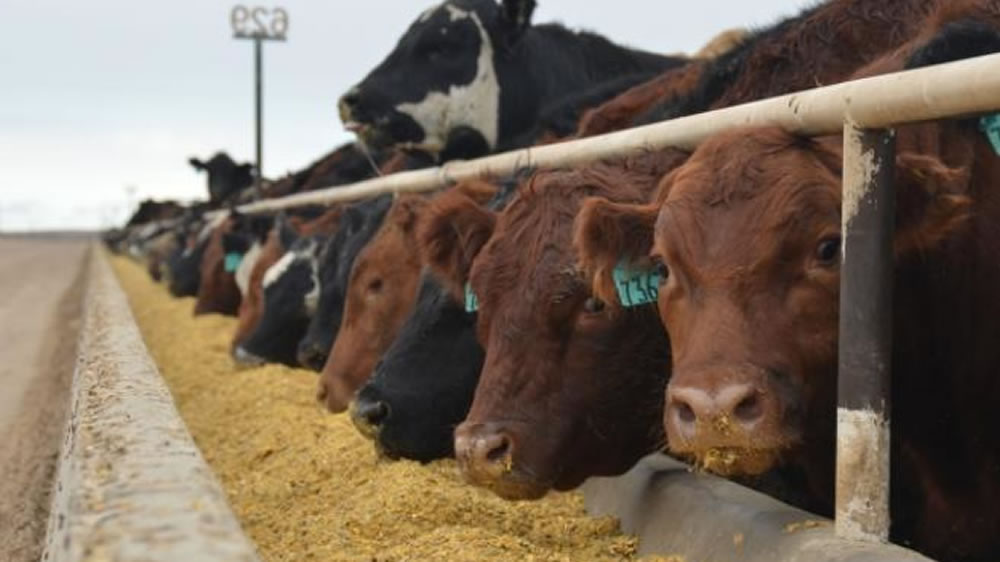 La ocupación de los feedlots creció 4% en marzo impulsada por la zafra de terneros