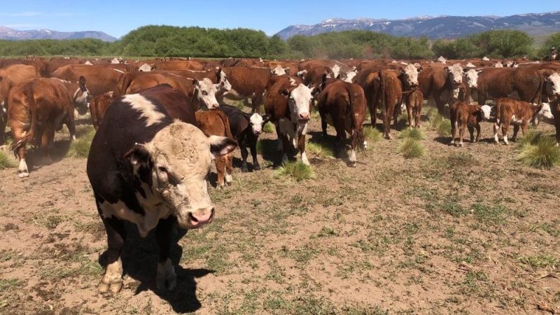 CAE LA PRODUCCIÓN MUNDIAL DE CARNE Y SE RECONFIGURA EL MERCADO: OPORTUNIDAD PARA ARGENTINA
