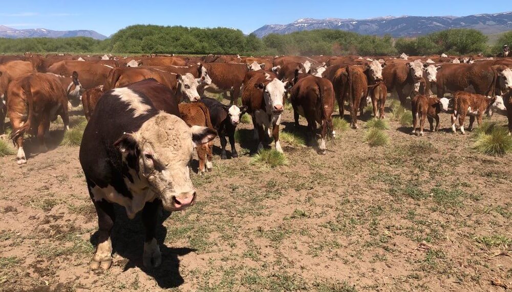 CAE LA PRODUCCIÓN MUNDIAL DE CARNE Y SE RECONFIGURA EL MERCADO: OPORTUNIDAD PARA ARGENTINA