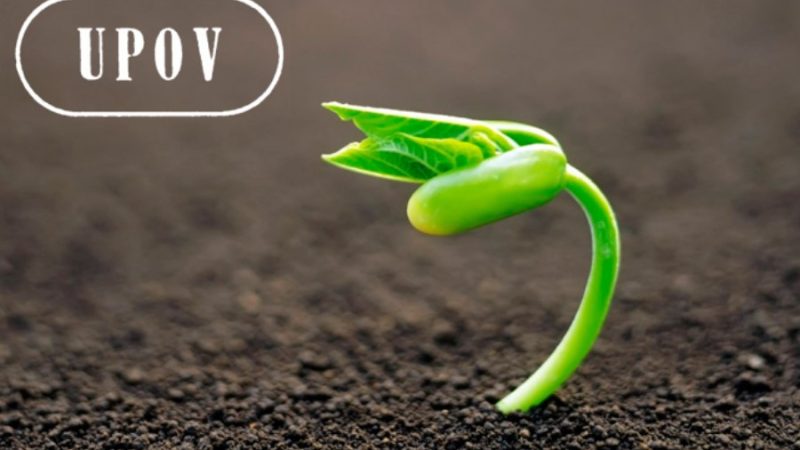 Semillas: agrónomos advierten sobre UPOV 91 y piden preservar el uso propio