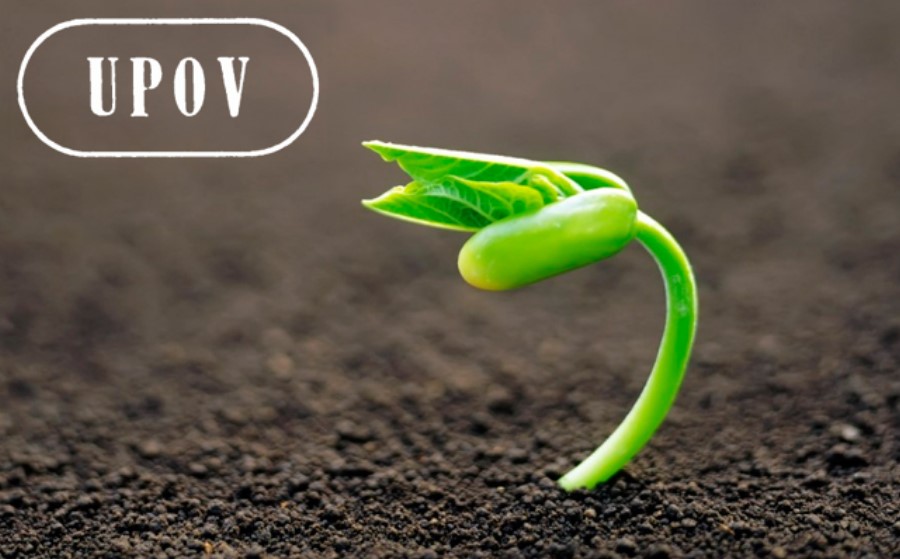 Semillas: agrónomos advierten sobre UPOV 91 y piden preservar el uso propio