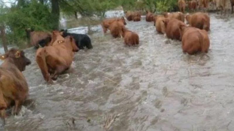 Diluvio histórico en el norte de Santa Fe: un millón de hectáreas bajo el agua y fuerte impacto en la ganadería