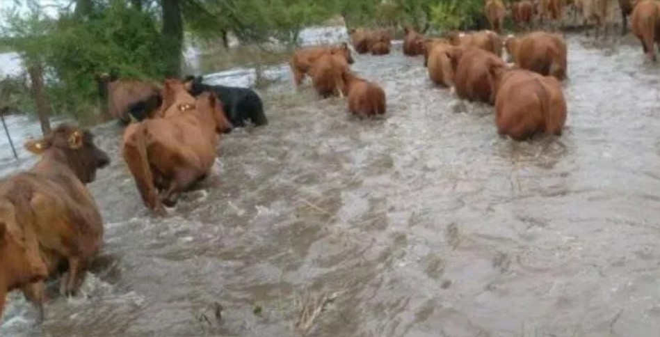 Diluvio histórico en el norte de Santa Fe: un millón de hectáreas bajo el agua y fuerte impacto en la ganadería