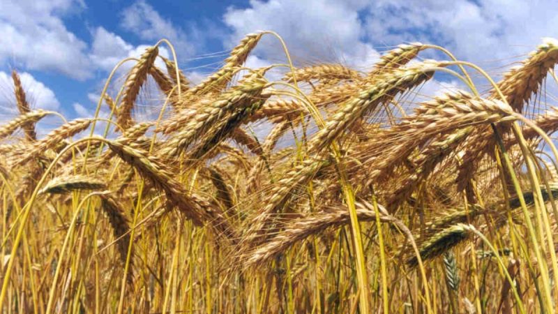 Trigo 2026/27: prevén leve crecimiento en la siembra, pero con presión por costos