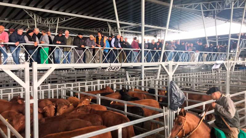 Vacunos: arranque de semana con precios selectivos y señales mixtas en Cañuelas